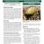 Pediocactus bradyi Bradys pincushion cactus